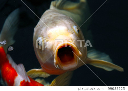 陽光明媚的花園池塘里,白金錦鯉一張張張著大嘴巴尋找食物的迷人臉龐。 陽光明媚的花園池塘里,白金錦鯉一張張張著大嘴巴尋找食物的迷人臉龐。 99082225