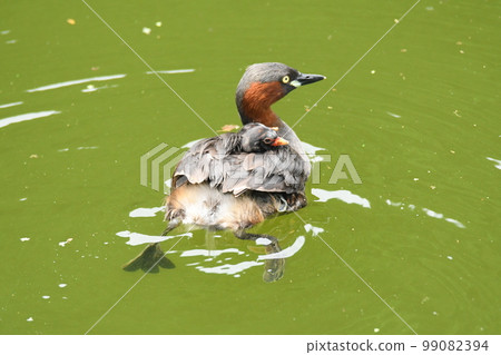 Parent and child of wild grebe Parent and child of wild grebe 99082394