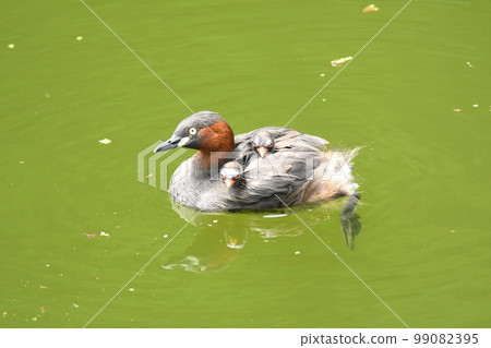 Parent and child of wild grebe Parent and child of wild grebe 99082395