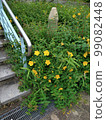 Hypericum blooming in the park 99082448