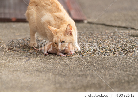 cat holding a kitten cat holding a kitten 99082512