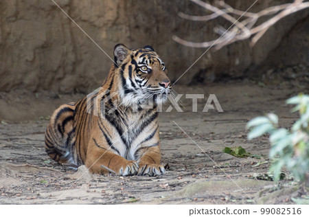 美麗的老虎蘇門答臘虎 美麗的老虎蘇門答臘虎 99082516