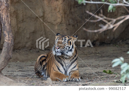 美麗的老虎蘇門答臘虎 99082517