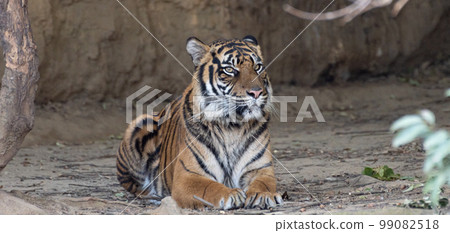 美麗的老虎蘇門答臘虎 美麗的老虎蘇門答臘虎 99082518