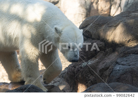 Polar bears Polar bears 99082642