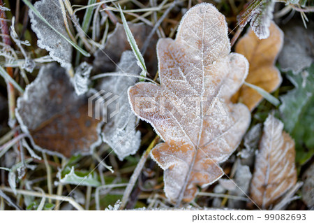 Frozen oak leaves on grass Frozen oak leaves on grass 99082693