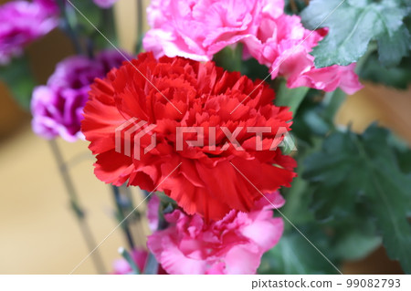 五顏六色的康乃馨花在室內展示 99082793