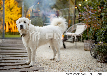 Cute dog at beautiful garden 99082865