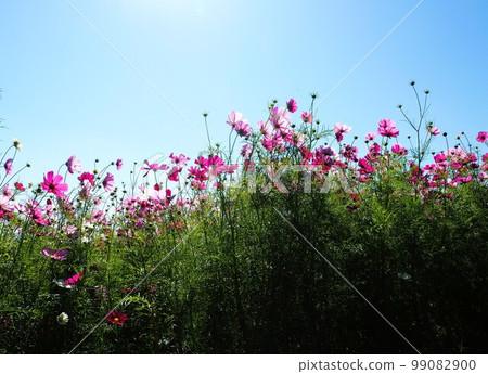 Pink and red cosmos flowers in full bloom swaying in the wind 99082900