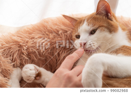 Interacting with cats Brown tiger white 99082988