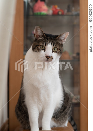 A cat staring at a pheasant cat 99082990