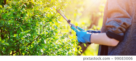 Gardner trimming branches of the bush by manual scissors. 99083006