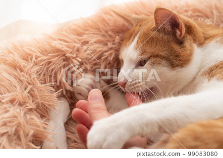 與貓互動 棕色 老虎 白色 與貓互動 棕色 老虎 白色 99083080