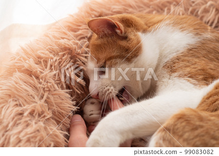 Interacting with cats Brown tiger white 99083082