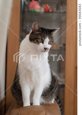 A cat staring at a pheasant cat 99083083