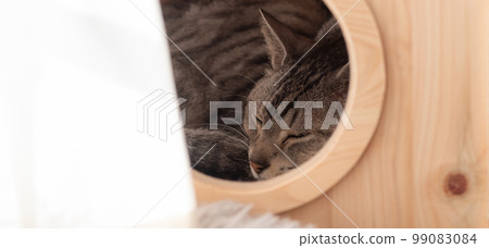 A cat sleeping in a hut A mackerel cat 99083084