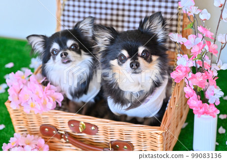 Good friend Chihuahua and cherry blossom Spring image 99083136