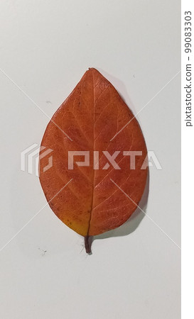 Autumn symbol, seasonal themed concept, icon of the fall weather. Beautiful colorful autumn leaf isolated on white background. Autumn symbol, seasonal themed concept, icon of the fall weather. Beautiful colorful autumn leaf isolated on white background. 99083303