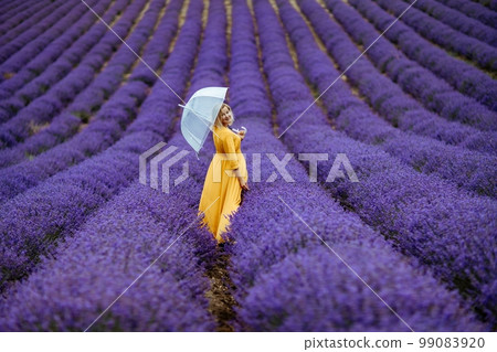 A middle-aged woman in a lavender field walks under an umbrella on a rainy day and enjoys aromatherapy. Aromatherapy concept, lavender oil, photo session in lavender 99083920