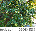 Ginbaika (myrtle) immature fruit 99084533