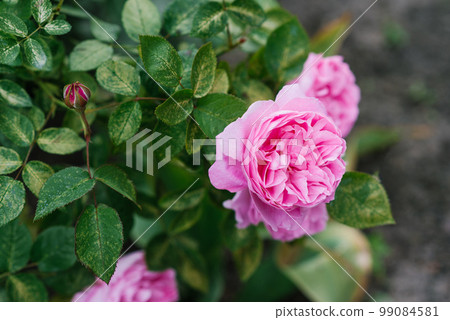 Beautiful flowers of the peony-shaped English rose Mary Rose in the garden in summer Beautiful flowers of the peony-shaped English rose Mary Rose in the garden in summer 99084581