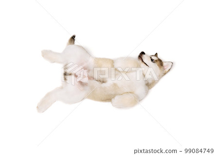 Funny little dog, cute beautiful Malamute puppy having fun isolated over white background. Pet looks healthy and happy. Concept of care, vet, animal life Funny little dog, cute beautiful Malamute puppy having fun isolated over white background. Pet looks healthy and happy. Concept of care, vet, animal life 99084749