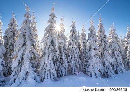 Winter spruce trees with sun rays. Trees covered in deep snow. Winter spruce trees with sun rays. Trees covered in deep snow. 99084766