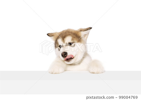 Little friend. One beautiful white-brown Malamute puppy isolated over white studio background. Pet looks healthy and happy. Concept of care, love, animal lifestyle Little friend. One beautiful white-brown Malamute puppy isolated over white studio background. Pet looks healthy and happy. Concept of care, love, animal lifestyle 99084769