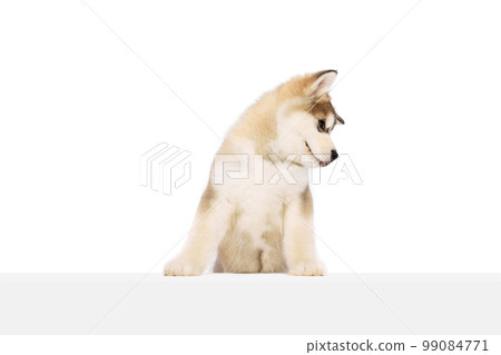 Little friend. One beautiful white-brown Malamute puppy isolated over white studio background. Pet looks healthy and happy. Concept of care, love, animal lifestyle Little friend. One beautiful white-brown Malamute puppy isolated over white studio background. Pet looks healthy and happy. Concept of care, love, animal lifestyle 99084771