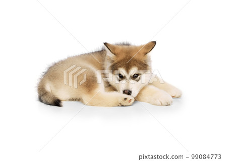 Studio shot of fluffy cute beautiful Malamute puppy lying on floor isolated over white background. Pet looks healthy and happy. Concept of care, love, animal life Studio shot of fluffy cute beautiful Malamute puppy lying on floor isolated over white background. Pet looks healthy and happy. Concept of care, love, animal life 99084773