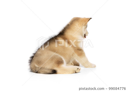 Back view of beautiful Malamute puppy lying on floor isolated over white studio background. Pet looks healthy and groomed. Concept of care, love, animal life Back view of beautiful Malamute puppy lying on floor isolated over white studio background. Pet looks healthy and groomed. Concept of care, love, animal life 99084776
