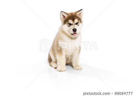 Studio shot of fluffy cute beautiful Malamute puppy posing isolated over white background. Pet looks healthy and happy. Concept of care, love, animal life Studio shot of fluffy cute beautiful Malamute puppy posing isolated over white background. Pet looks healthy and happy. Concept of care, love, animal life 99084777