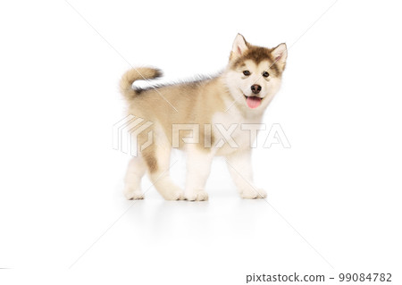 Studio shot of fluffy cute beautiful Malamute puppy posing isolated over white background. Pet looks healthy and happy. Concept of care, love, animal life Studio shot of fluffy cute beautiful Malamute puppy posing isolated over white background. Pet looks healthy and happy. Concept of care, love, animal life 99084782