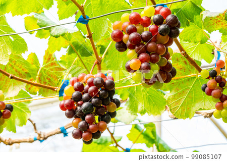 Closeup view bunches of colorful growing grapes hanging on branches of the vine. 99085107