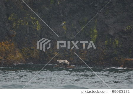 Goma seals Goma seals 99085121