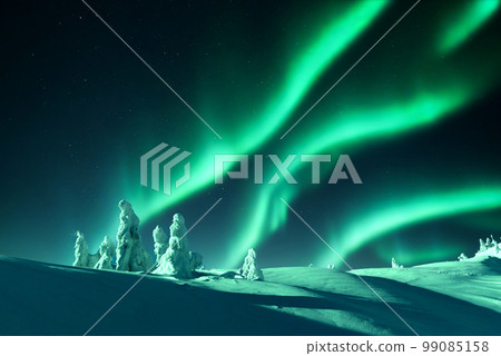 Northern lights in winter forest 99085158