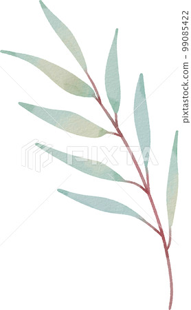 watercolor eucalyptus watercolor eucalyptus 99085422