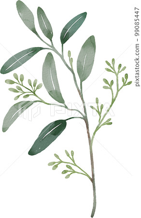 watercolor eucalyptus watercolor eucalyptus 99085447