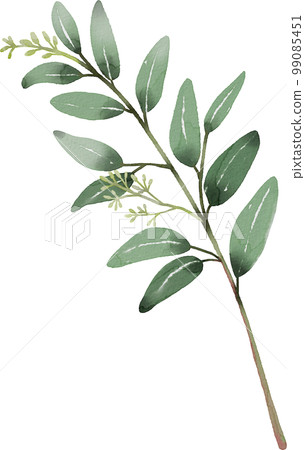watercolor eucalyptus watercolor eucalyptus 99085451