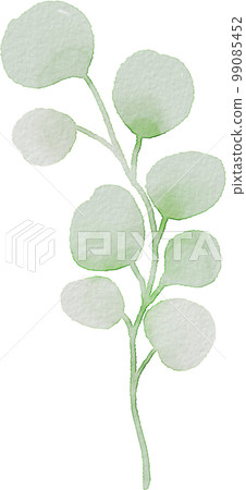 watercolor eucalyptus watercolor eucalyptus 99085452