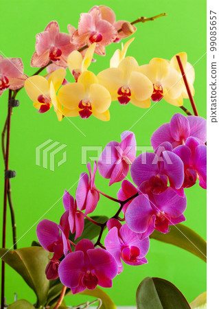 Close up of beautiful phalaenopsis orchid flowers 99085657