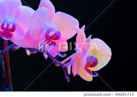Still life with beautiful orchid flowers on black background Still life with beautiful orchid flowers on black background 99085714