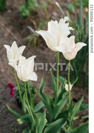 Delicate Tulip Elegant Lady in the spring in the garden Delicate Tulip Elegant Lady in the spring in the garden 99086132