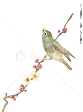 灌木和白梅棲息在樹枝上的插圖【手繪水彩畫】白背透明背景複製空間 99086234