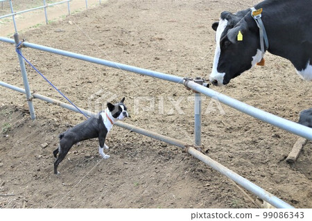 Meet a cow of the same color at the ranch. A cute humorous photo of a cow and a Boston Terrier Mighty staring at each other with a sense of familiarity. 99086343