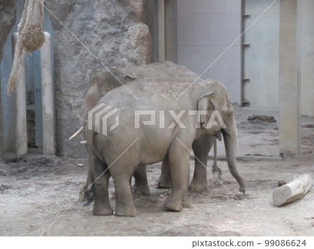 Asian elephant Asian elephant 99086624