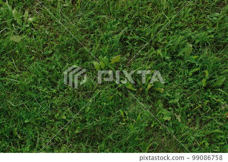 Natural background of green lawn grass 99086758