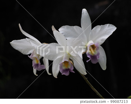 Laelia anceps 西方蘭花的祖先 99087213