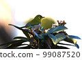White-eye came to suck nectar from loquat flowers 99087520