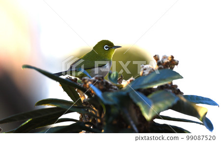 White-eye came to suck nectar from loquat flowers 99087520